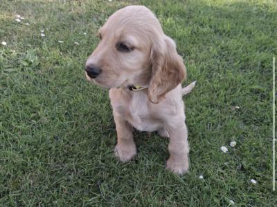 Four Cocker Spaniel puppies for sale in Cork
