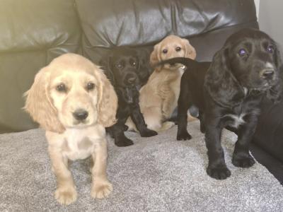 Four Cocker Spaniel puppies for sale in Cork
