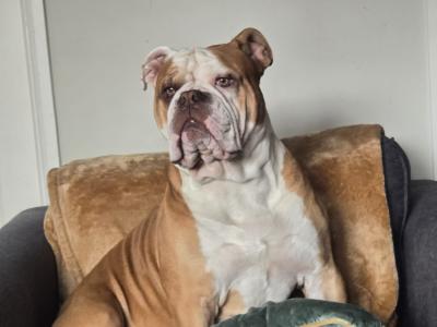 Olde English Bulldogge Stud