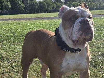 Olde English Bulldogge Stud