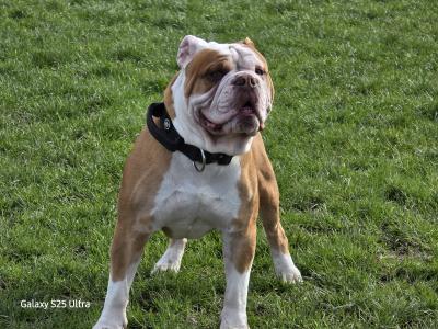 Olde English Bulldogge Stud