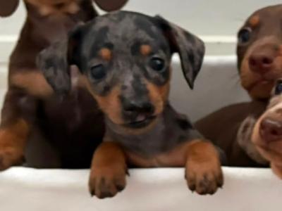 Miniature Dachshund puppies in Kildare