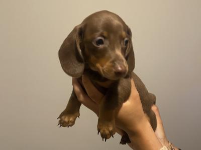Miniature Dachshund puppies in Kildare