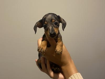 Miniature Dachshund puppies in Kildare