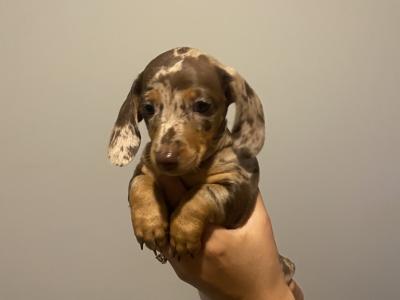 Miniature Dachshund puppies in Kildare