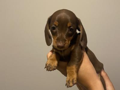 Miniature Dachshund puppies in Kildare