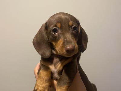 Miniature Dachshund puppies in Kildare