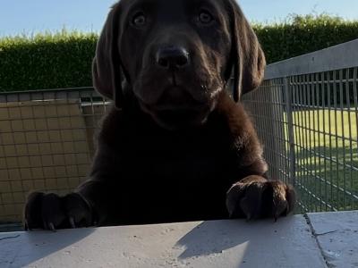 Chocolate Labrador puppies in Offaly