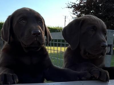 Chocolate Labrador puppies in Offaly