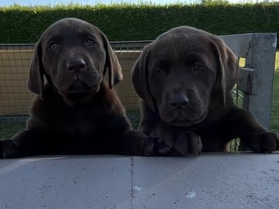 Chocolate Labrador puppies in Offaly