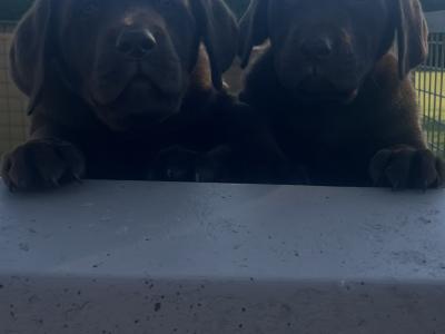 Chocolate Labrador puppies in Offaly