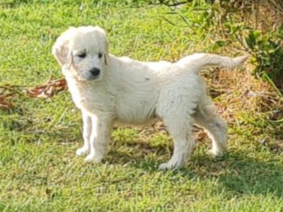 Beautiful litter of F1 Goldendoodle puppies in Dublin. Health checked by our vet with certificate