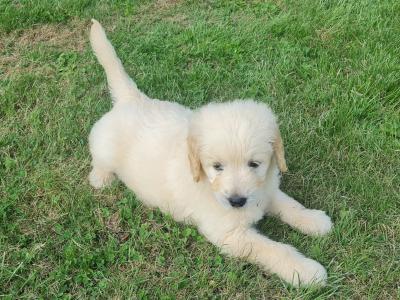 Beautiful litter of F1 Goldendoodle puppies in Dublin. Health checked by our vet with certificate