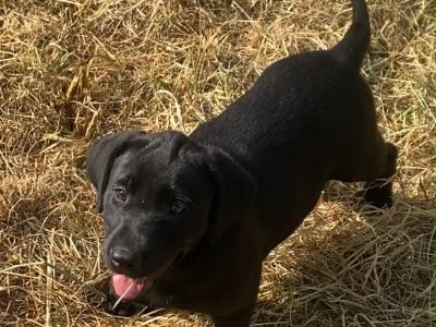 Quality Chunky Black Labrador puppies in Offaly