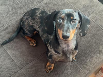 Mabel is a 9 month old female miniature Dachshund puppy in Cork
