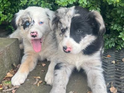IKC Registered (pending) Blue Merle Border Collie x Australian Shepherd puppies in Kilkenny