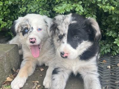 Blue Merle Collie pups