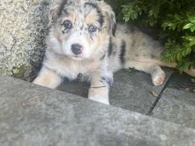 IKC Registered (pending) Blue Merle Border Collie x Australian Shepherd puppies in Kilkenny