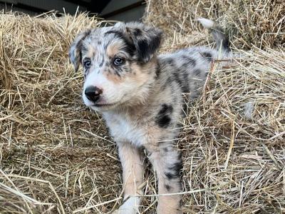 IKC Registered (pending) Blue Merle Border Collie x Australian Shepherd puppies in Kilkenny