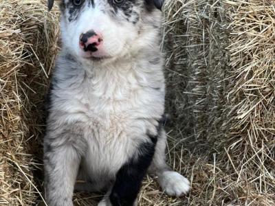 IKC Registered (pending) Blue Merle Border Collie x Australian Shepherd puppies in Kilkenny