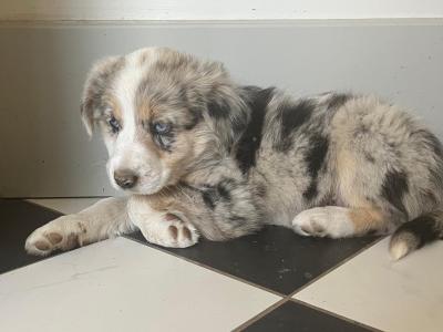IKC Registered (pending) Blue Merle Border Collie x Australian Shepherd puppies in Kilkenny