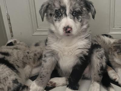 IKC Registered (pending) Blue Merle Border Collie x Australian Shepherd puppies in Kilkenny