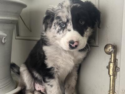 IKC Registered (pending) Blue Merle Border Collie x Australian Shepherd puppies in Kilkenny