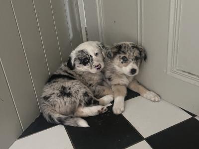 IKC Registered (pending) Blue Merle Border Collie x Australian Shepherd puppies in Kilkenny