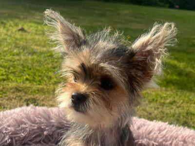 Beautiful female Yorkshire Terrier X puppies for sale in Fermanagh