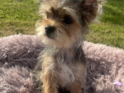 Beautiful female Yorkshire Terrier X puppies for sale in Fermanagh