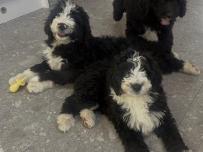 Bernadoodle puppies in Kilkenny