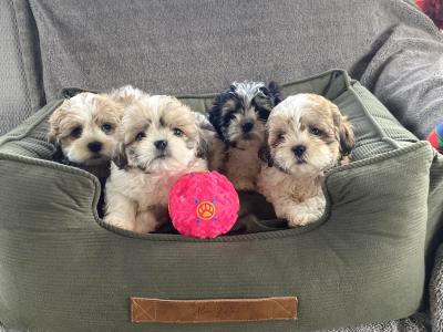 ❤️ Beautiful Shih Tzu x Bichon Frise puppies in Meath