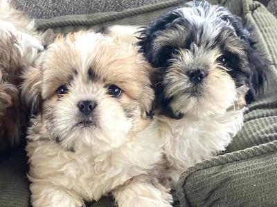 ❤️ Beautiful Shih Tzu x Bichon Frise puppies in Meath