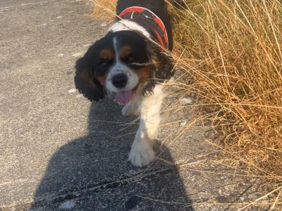 Cavalier King Charles stud in Limerick