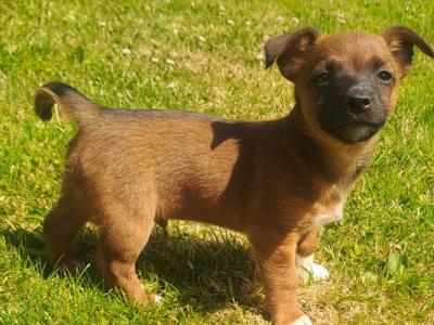 One shaded red colour,  beautifully marked little Jack Russell boy left in Cork