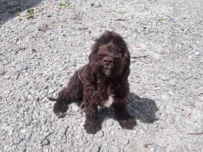 Adorable Cockapoo x Springer Spaniel puppies