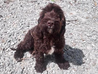 Adorable Cockapoo x Springer Spaniel puppies in Cork