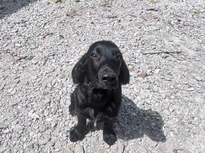 Adorable Cockapoo x Springer Spaniel puppies in Cork
