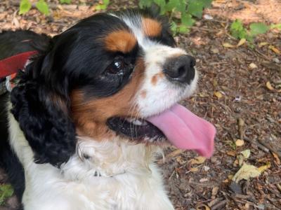 Cavalier King Charles stud in Limerick
