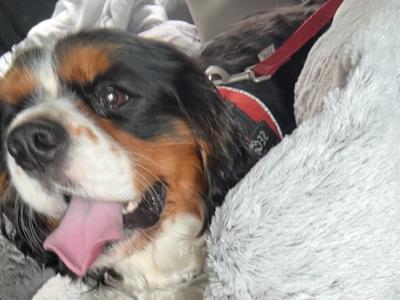 Cavalier King Charles stud in Limerick