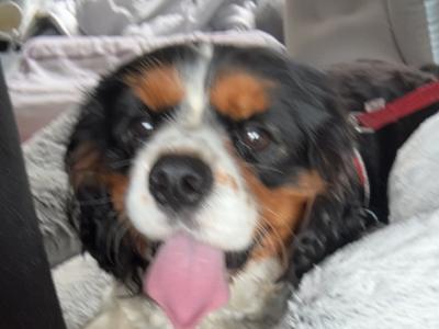 Cavalier King Charles stud in Limerick