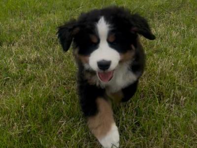 IKC Registered (pending) female Bernese Mountain Dog puppy in Monaghan