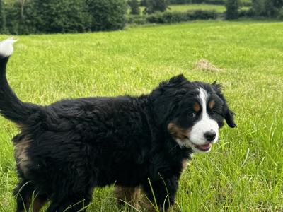 IKC Registered (pending) female Bernese Mountain Dog puppy in Monaghan