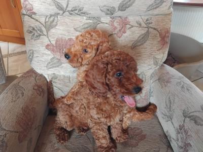 Red Poodle puppies in Cork