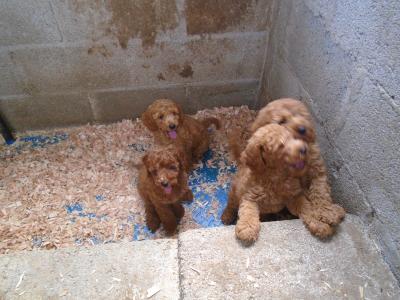 Red Poodle puppies in Cork