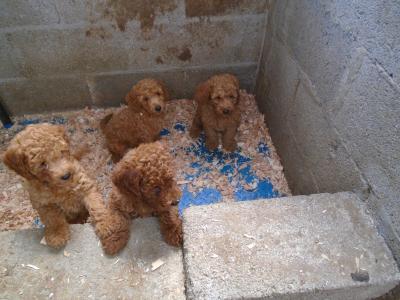 Red Poodle puppies in Cork