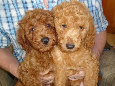 Red Poodle puppies in Cork