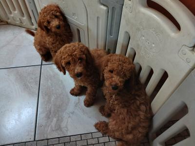 Red Poodle puppies in Cork
