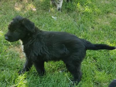 Greengrass Lurcher puppies in Tipperary