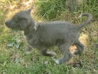 Greengrass Lurcher puppies in Tipperary